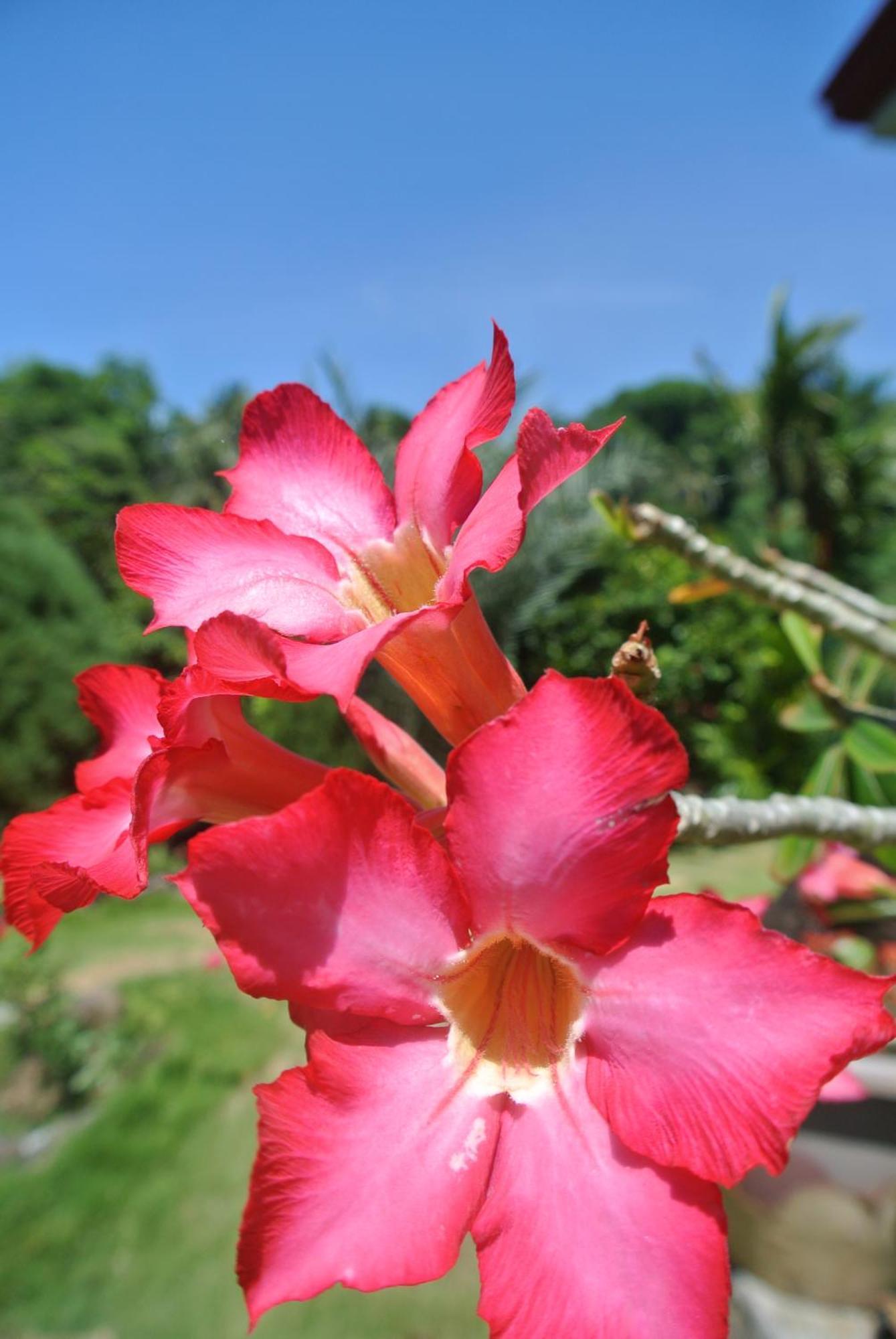 Tongatok Cliff Resort Mambajao Eksteriør bilde