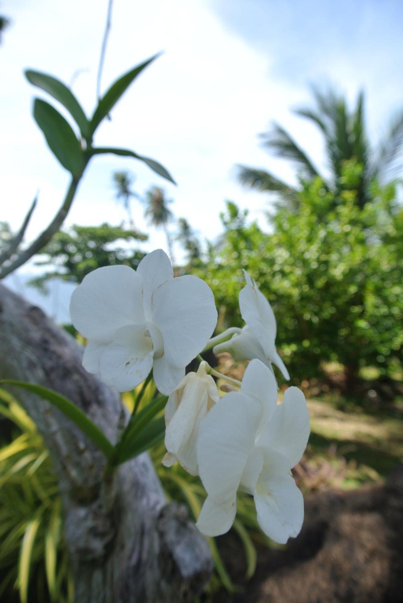Tongatok Cliff Resort Mambajao Eksteriør bilde